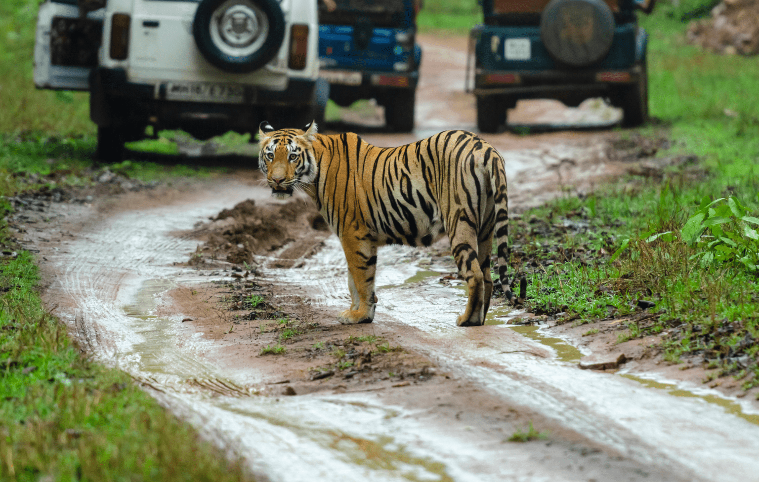 tiger-safari-ranthambore