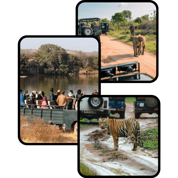 ranthambore-safari-services