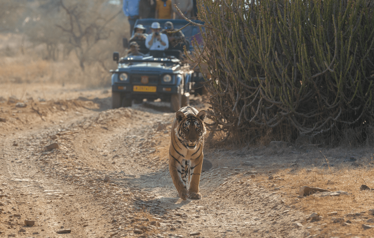 tiger-head on walking-Ranthambore