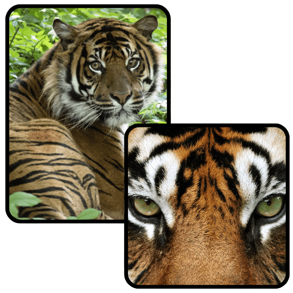 Ranthambore-Safari-Booking-online