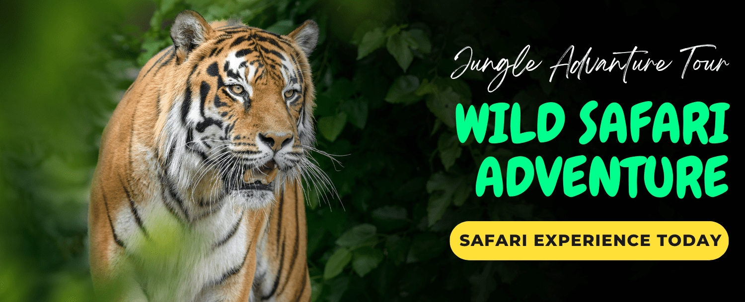 Ranthambore Tiger Safari Booking