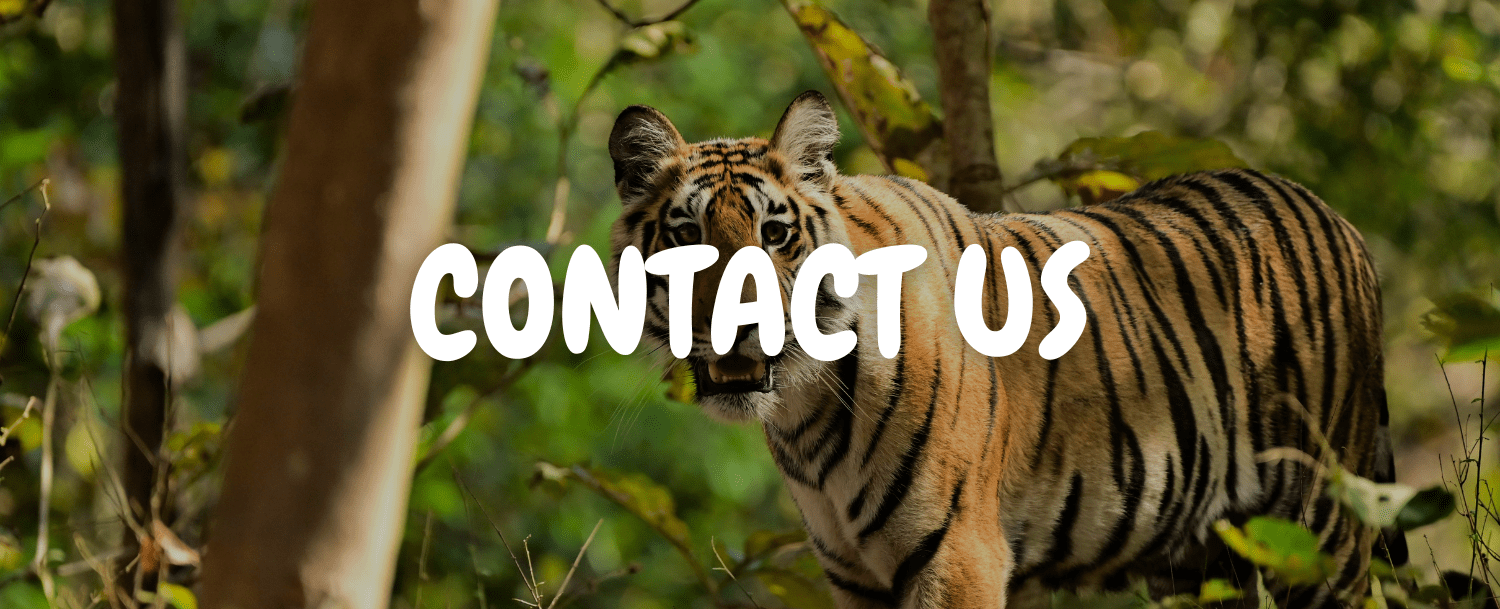 tiger-looking-for prey