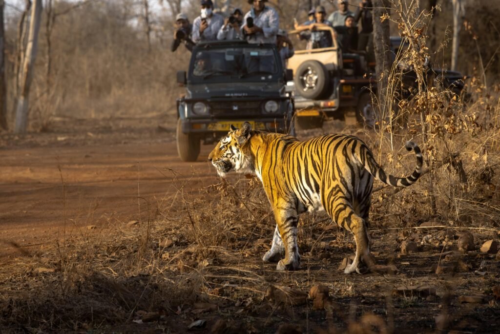 Mobile Phone Banned in Ranthambore