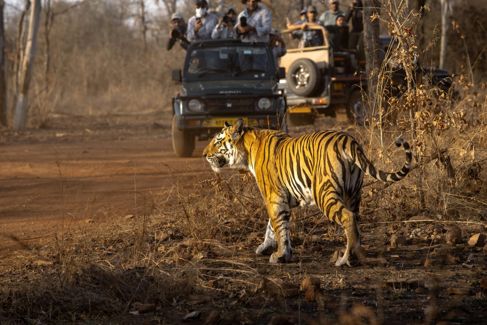 Ranthambore Tiger Safari